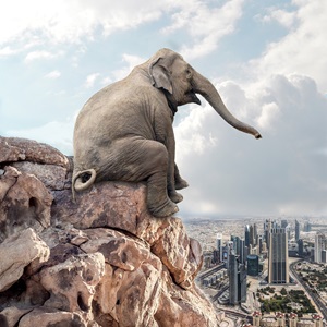emotionale-stabilitaet-elefant-weitsicht